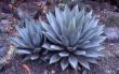 Agave Parryi v. parryi